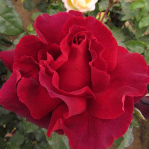 Lots of Love - Red Hybrid Tea - The Fragrant Rose Company