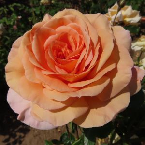 Louise Rose - Peach Floribunda Rose - thefragrantrosecompany.co.uk