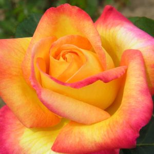 Love and Peace Rose - Pink and Yellow Blended Hybrid Tea - The Fragrant Rose Company