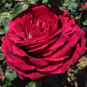 Love of My Life Rose - Red Hybrid Tea - The Fragrant Rose Company