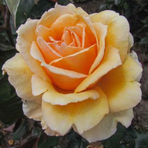 Lovely Boy Rose - Yellow and Orange Hybrid Tea - The Fragrant Rose Company