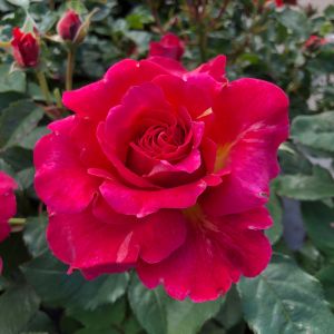Lovely Lynn Rose - Pink Floribunda Rose - thefragrantrosecompany.co.uk