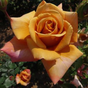 Loving Son Rose - Mustard Yellow and Pink Hybrid Tea - The Fragrant Rose Company