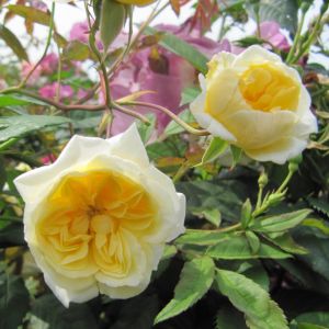 Malvern Hills Rose - Yellow David Austin Rambler - The Fragrant Rose Company