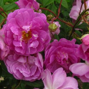 Mannington Mauve Rose - Purple and White Rambler - The Fragrant Rose Company