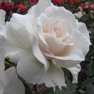 Margaret Merril Rose - White Floribunda - The Fragrant Rose Company