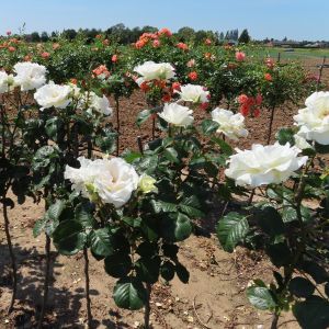Margaret Merill Rose - White Standard - The Fragrant Rose Company