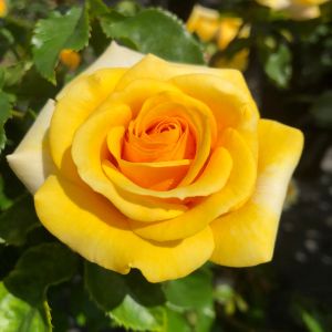 Martin Rose - Yellow Floribunda - The Fragrant Rose Company