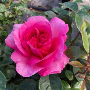 Mary Rose - Pink Hybrid Tea Rose - thefragrantrosecompany.co.uk