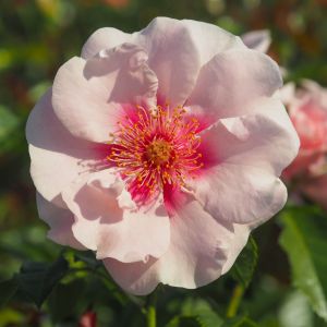 Megan Rose - Pale Pink Floribunda - The Fragrant Rose Company