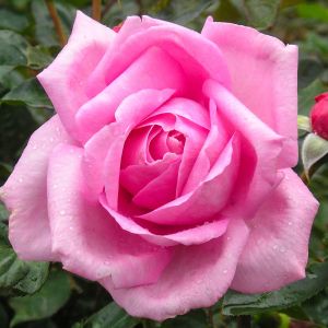 Millie Rose - Pink Hybrid Tea - The Fragrant Rose Company