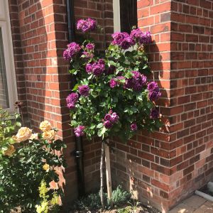 The Minerva Standard Rose - Deep Purple Floribunda - The Fragrant Rose Company