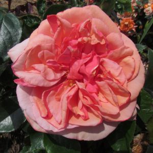 The Missing You Rose - Pink Shrub - The Fragrant Rose Company