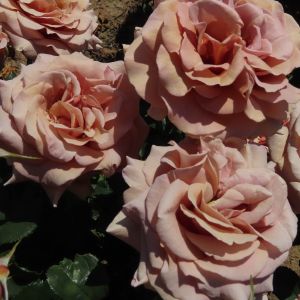 Mocha Rosa Rose - Tan and Pink Hybrid Tea - The Fragrant Rose Company