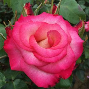 The Moon Dancer Rose - Pink Climber - The Fragrant Rose Company