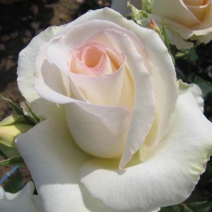 The Mount Aorangi Rose - White Floribunda - The Fragrant Rose Company