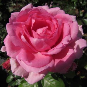 Mum in a Million Rose - Pink Hybrid Tea - The Fragrant Rose Company
