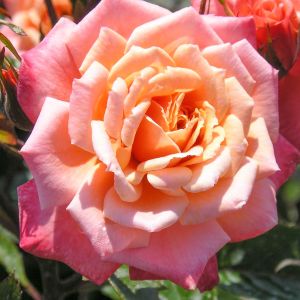 Nice Day Rose - Pink and Peach Floribunda - The Fragrant Rose Company