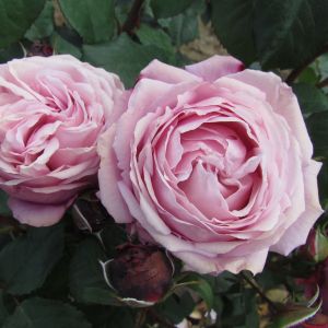 Nicola Rose - Pink Hybrid Tea Rose- thefragrantrosecompany.co.uk