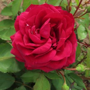 Nigel's Wonder Rose - Red Floribunda - thefragrantrosecompany.co.uk