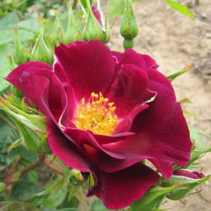 Night Owl Rose - Burgundy Climber - The Fragrant Rose Company