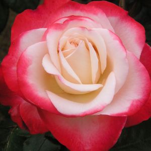 Nostalgia Rose - Cherry and White Hybrid Tea - The Fragrant Rose Company