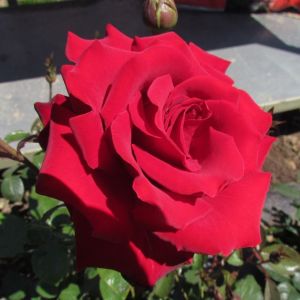 Name A Rose -015