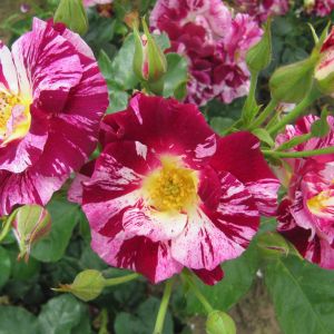 Oh Wow Rose - Red, Lilac and White Striped Climber - The Fragrant Rose Company