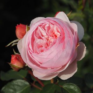 Olivia Rose Austin Rose - Pink Shrub - The Fragrant Rose Company