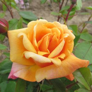 David's Delight - Orange Climber - The Fragrant Rose Company