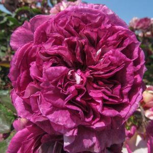 Our Special Girl Rose - Purple Floribunda - The Fragrant Rose Company