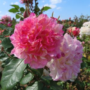 Our Liz - Pink/Cream Floribunda - thefragrantrosecompany.co.uk