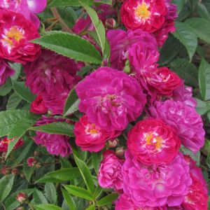 Perennial Blue Rose - Purple and Pink Rambler - The Fragrant Rose Company