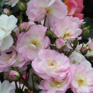 Perennial Blush Rose - Pink and White Rambler - The Fragrant Rose Company
