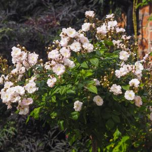 Perennial Blush weeping standard rose