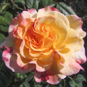 Perfect Harmony rose