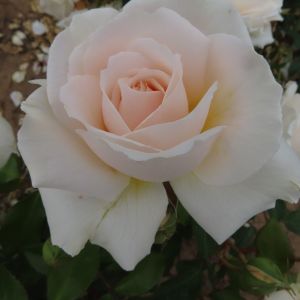 Peter's Perfection Rose - White/Pastel Pink Floribunda - The Fragrant Rose Company
