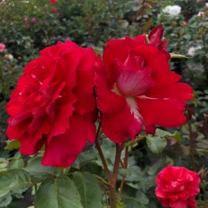 Phil's Favourite Rose - Red Floribunda Rose - thefragrantrosecompany.co.uk