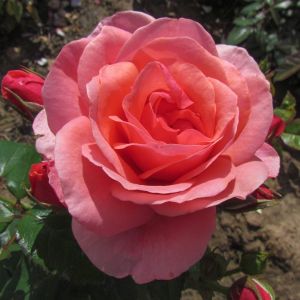 Precious Granddaughter Rose - Pink Floribunda - The Fragrant Rose Company
