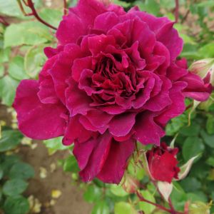 Pride and Joy Rose - Plum to Magenta Shrub - The Fragrant Rose Company