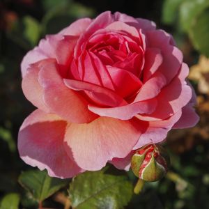 Princess Alexandria of Kent Rose - Pink Shrub - The Fragrant Rose Company