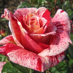 Rachel Louise Moran Rose - Pink and White Striped Hybrid Tea - The Fragrant Rose Company