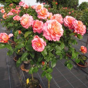 Rachel Rose - Pink and Orange Standard - The Fragrant Rose Company