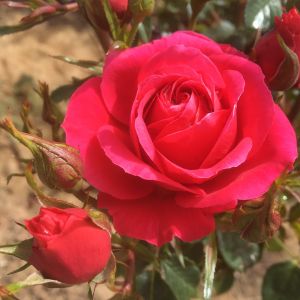 Rebecca Rose - Deep Pink Patio Rose - The Fragrant Rose Company