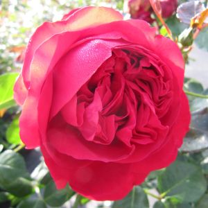 Red Eden Rose - Pink/Red Climber - The Fragrant Rose Company