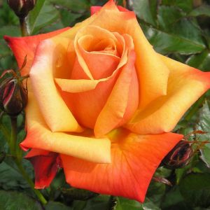 Remember Me Rose - Orange and Yellow Hybrid Tea - The Fragrant Rose Company