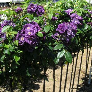 Rhapsody in Blue Standard Rose - Purple and White Floribunda Standard - The Fragrant Rose Company