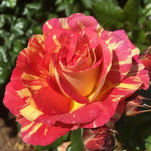 Rhubard and Custard Rose - Pink and Yellow Striped Floribunda - The Fragrant Rose Company