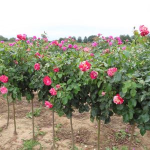 Rock and Roll Standard Rose - Pink and White and Red Hybrid Tea - The Fragrant Rose Company
