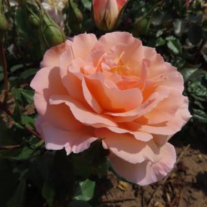 Sandra's Sensation Rose - Apricot Floribunda - thefragrantrosecompany.co.uk